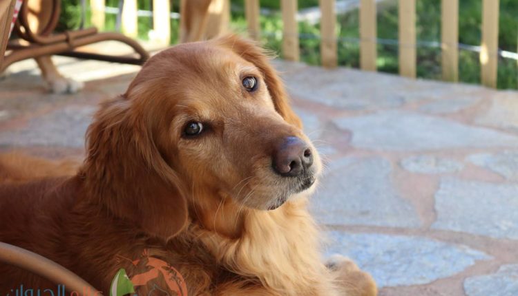 صور كلب جولدن