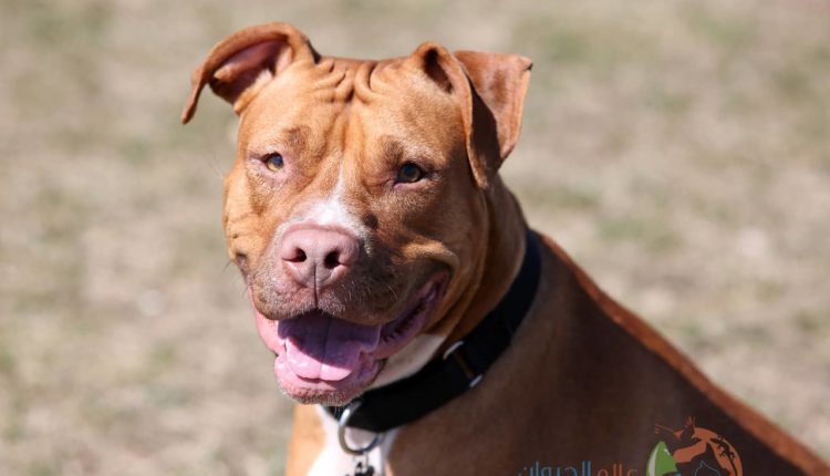 معلومات عن كلاب بيتبول