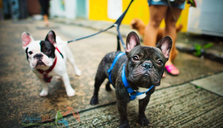 كيفية تدريب الكلاب